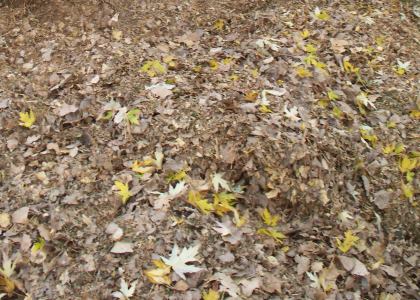 Leaf Clean Up Omaha, NE